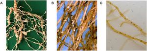 uploads/images/pest/chickpea nematode.jpg